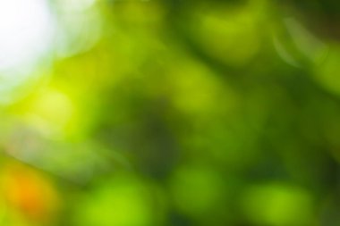 Güneş ışığı, ağaçların yeşil yapraklarını buğulandırır.