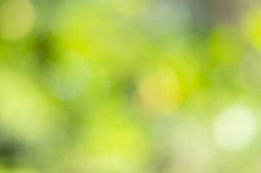 Güneş ışığı, ağaçların yeşil yapraklarını buğulandırır.