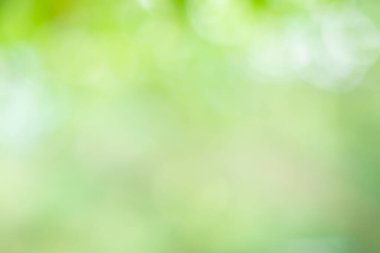 Güneş ışığı, ağaçların yeşil yapraklarını buğulandırır.