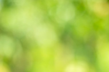 Güneş ışığı, ağaçların yeşil yapraklarını buğulandırır.