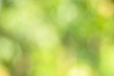 Güneş ışığı, ağaçların yeşil yapraklarını buğulandırır.