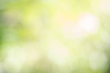 Güneş ışığı, ağaçların yeşil yapraklarını buğulandırır.