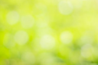 Güneş ışığı, ağaçların yeşil yapraklarını buğulandırır.