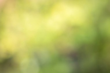 Güneş ışığı, ağaçların yeşil yapraklarını buğulandırır.