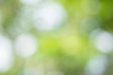 Güneş ışığı, ağaçların yeşil yapraklarını buğulandırır.