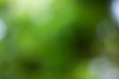 Güneş ışığı, ağaçların yeşil yapraklarını buğulandırır.