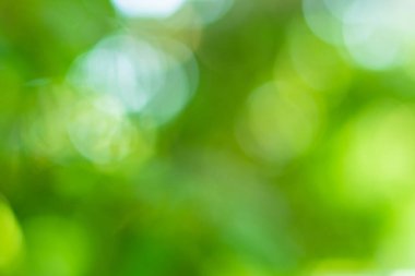 Bokeh daireleri yeşil ışıktan bulanıklaştı