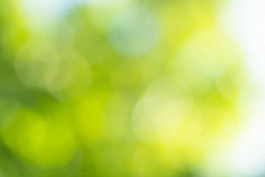 Doğal ışık yeşil çember arkaplanı bokeh