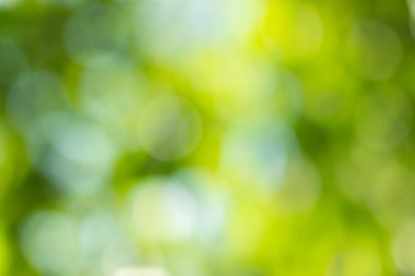 Doğal ışık yeşil çember arkaplanı bokeh