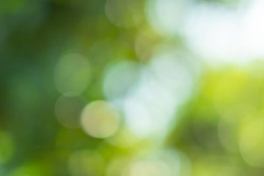 Doğal ışık yeşil çember arkaplanı bokeh