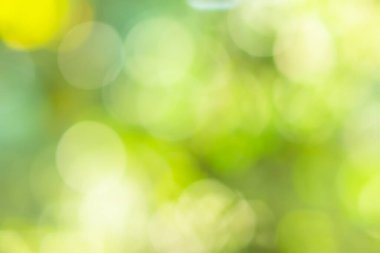 Doğal ışık yeşil çember arkaplanı bokeh