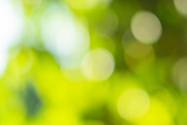 Doğal ışık yeşil çember arkaplanı bokeh