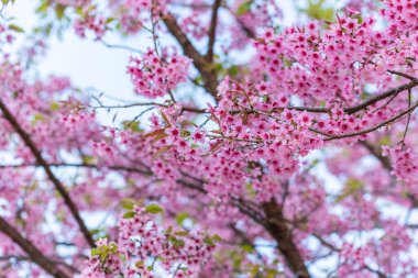 Makro Flower Prunus serasoides
