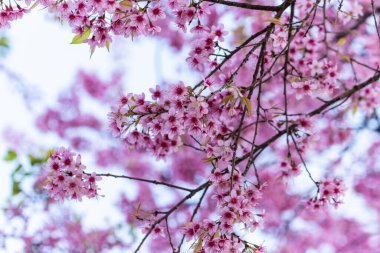 Makro Flower Prunus serasoides