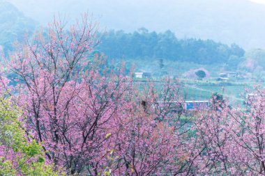 Makro Flower Prunus serasoides