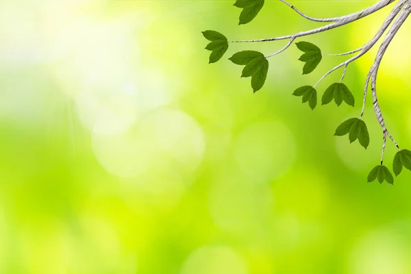 Bakgrundsscen Med Bokeh Blad Från Naturligt Grönt Ljus — Stockfoto