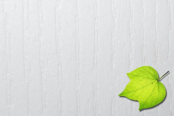 minimalist style leaves scene in white wooden floor