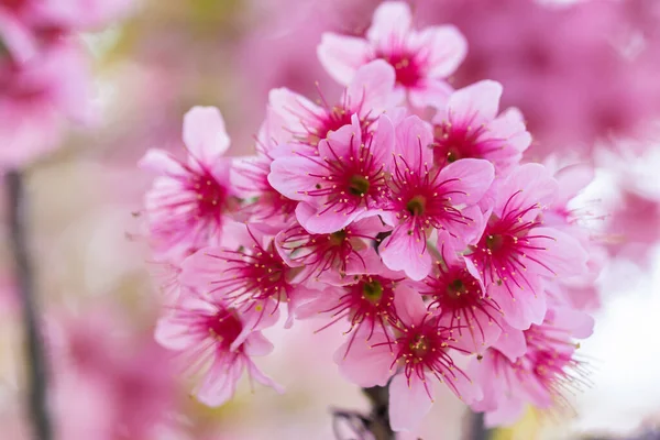 Makroblume Prunus Cerasoides — Stockfoto