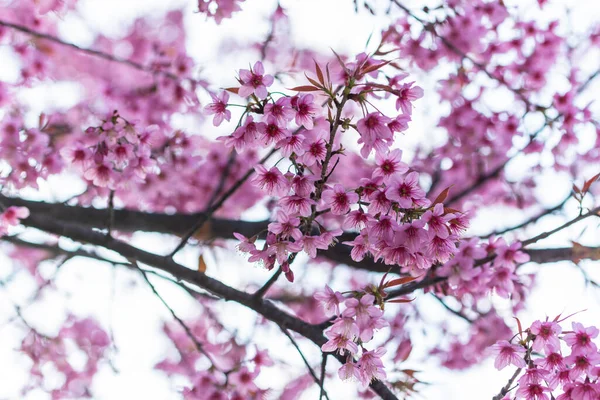 Makroblume Prunus Cerasoides — Stockfoto