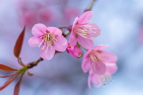 Makroblume Prunus Cerasoides — Stockfoto