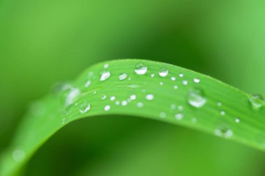 Aşk kavramı, dünya yeşili çevre.