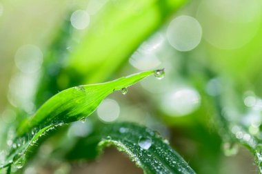 Aşk kavramı, dünya yeşili çevre.