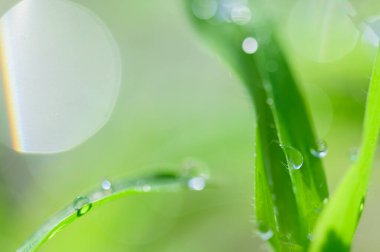 Aşk kavramı, dünya yeşili çevre.