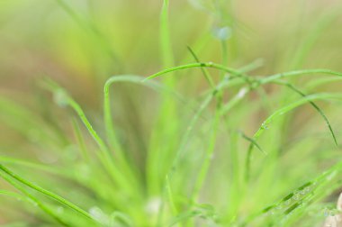 Sevgi kavramı dünya yeşil çevre Yaprakların üzerindeki su damlacıkları bulanık bokeh arka plan