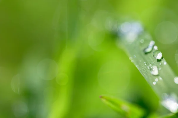 Das Konzept Der Liebe Der Welt Grüne Umwelt — Stockfoto