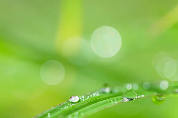 Concepto Amor Mundo Medio Ambiente Verde —  Fotos de Stock