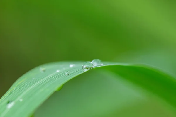 Concept Amour Monde Environnement Vert — Photo