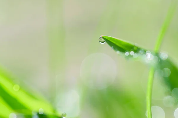 Concept Amour Monde Environnement Vert — Photo