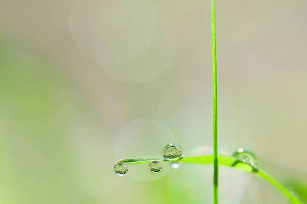 Conceito Amor Mundo Ambiente Verde — Fotografia de Stock