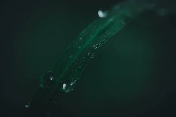 Concepto Amor Mundo Ambiente Verde Gotas Agua Las Hojas Borroso — Foto de Stock