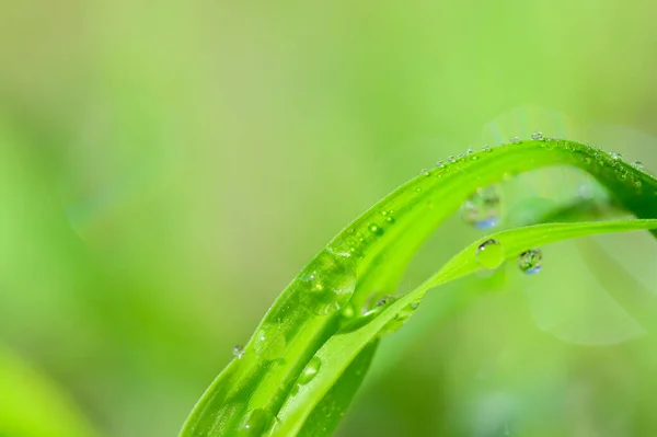 Begreppet Kärlek Världen Grön Miljö Vatten Droppar Bladen Suddig Bokeh — Stockfoto