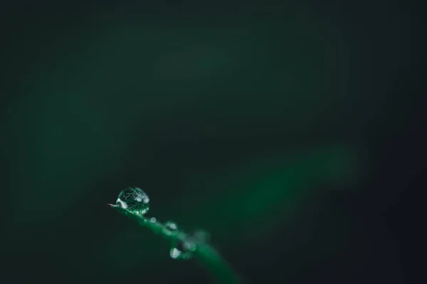 世界绿色环境的爱的概念树叶上的水滴模糊的背景 — 图库照片