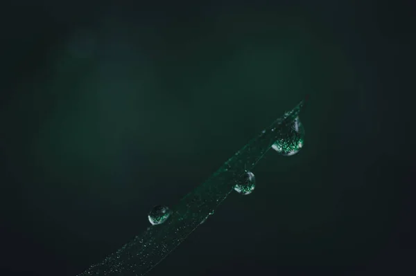 Koncepcja Miłości Zielone Środowisko Świata Kropelki Wody Liściach Rozmazane Tło — Zdjęcie stockowe