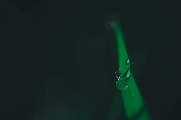 Conceito Amor Mundo Ambiente Verde Gotas Água Nas Folhas Desfocado — Fotografia de Stock