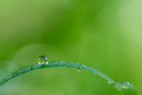 Konsep Cinta Lingkungan Hijau Dunia Tetesan Air Pada Daun Blurred — Stok Foto