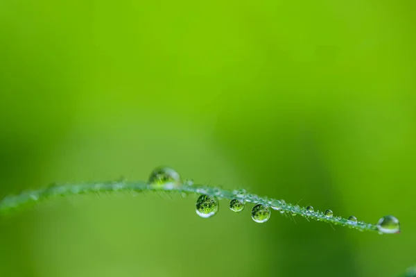 Conceito Amor Mundo Ambiente Verde Gotas Água Nas Folhas Desfocado — Fotografia de Stock