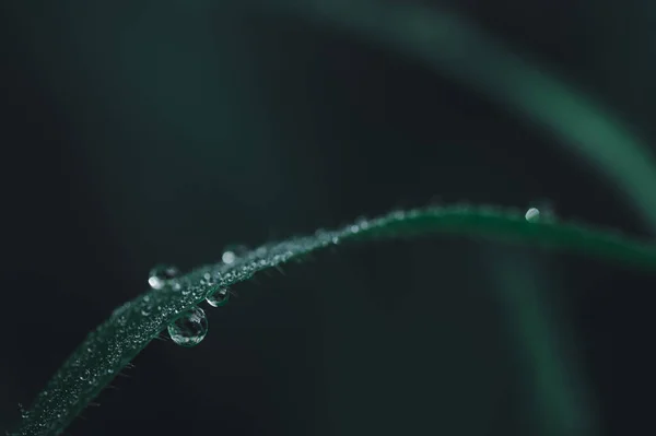 Concept Love World Green Environment Water Droplets Leaves Blurred Bokeh — Stock Photo, Image