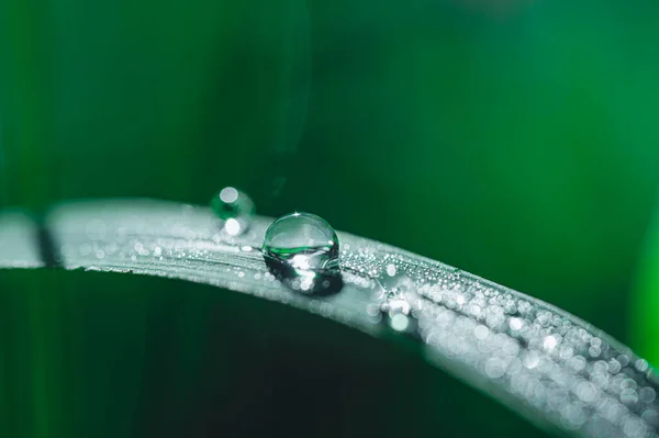 Concept Love World Green Environment Water Droplets Leaves Blurred Bokeh — Stock Photo, Image