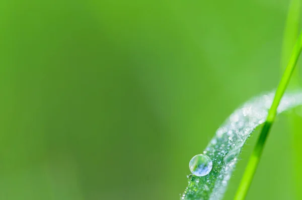 Концепція Кохання Світі Зелене Середовище Водяні Краплі Листі Розмитий Фон — стокове фото