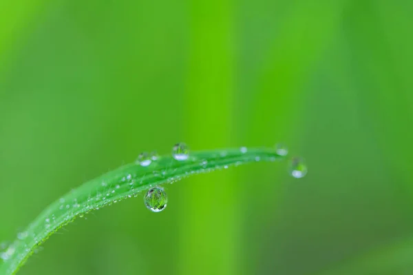 Concept Amour Monde Environnement Vert Gouttelettes Eau Sur Les Feuilles — Photo