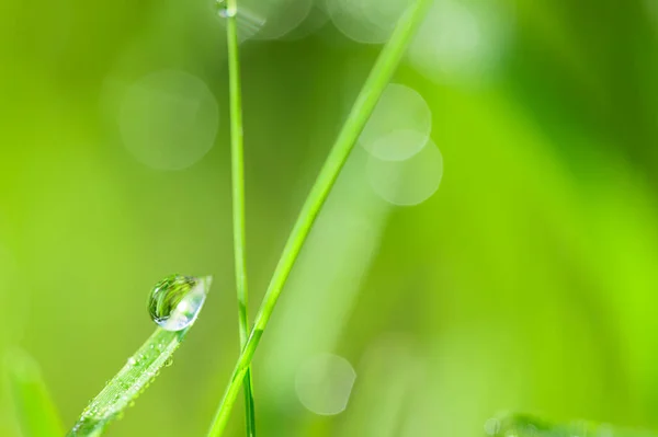 Concept Amour Monde Environnement Vert Gouttelettes Eau Sur Les Feuilles — Photo