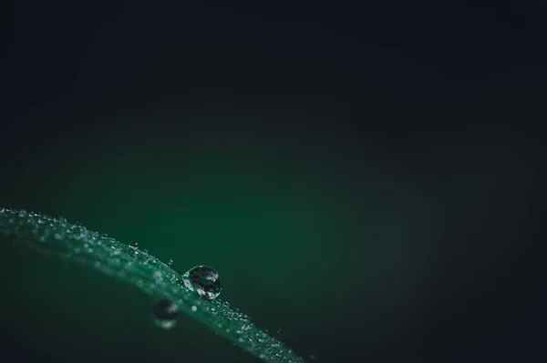 Das Konzept Der Liebe Der Welt Grüne Umwelt Wassertropfen Auf — Stockfoto