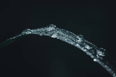 Sevgi kavramı dünya yeşil çevre Yaprakların üzerindeki su damlacıkları bulanık bokeh arka plan