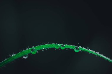 Sevgi kavramı dünya yeşil çevre Yaprakların üzerindeki su damlacıkları bulanık bokeh arka plan