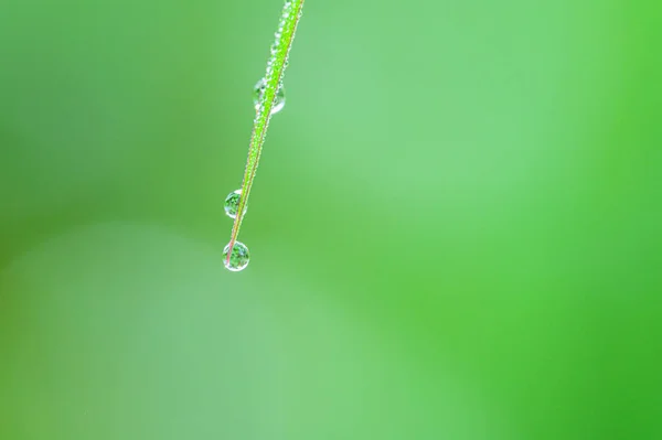 Concepto Amor Mundo Ambiente Verde Gotas Agua Las Hojas Borroso — Foto de Stock