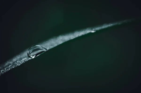 Conceito Amor Mundo Ambiente Verde Gotas Água Nas Folhas Desfocado — Fotografia de Stock